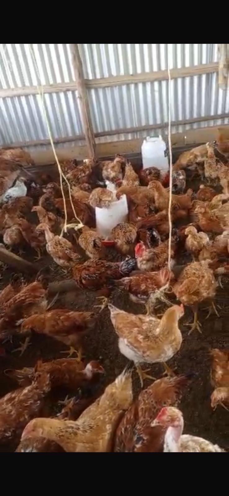 Dual Purpose Chicks